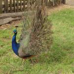 Ballarat - Sovereign Hill